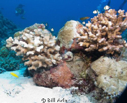 Osprey Reef, Coral Sea.  Canon G-10, Ikelite housing, str... by Bill Arle 